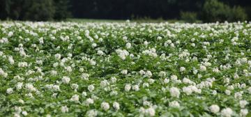 Aardappelveld in bloei